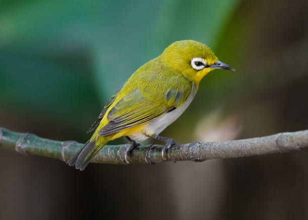 istock Swinhoe's White-eye 1400755700