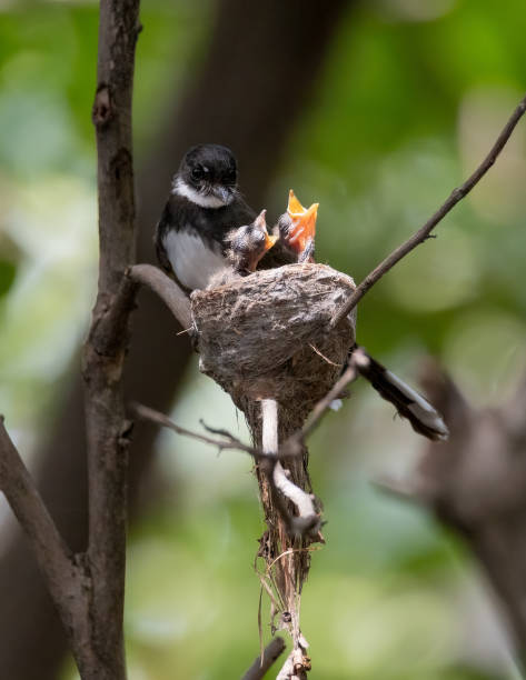 istock Malaysian Pied Fantail 1400755707