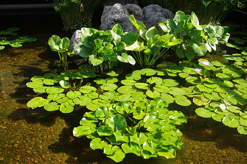 Green lotus leaf for decorate pool