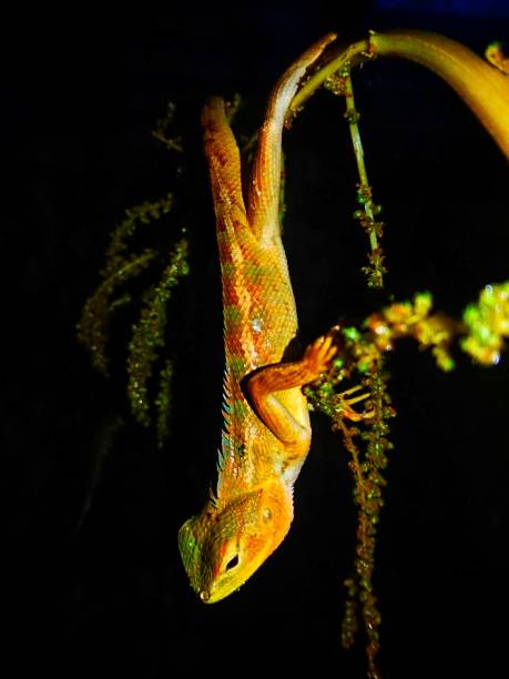 istock Close up of a chameleon on a tree branch at night 1400756559