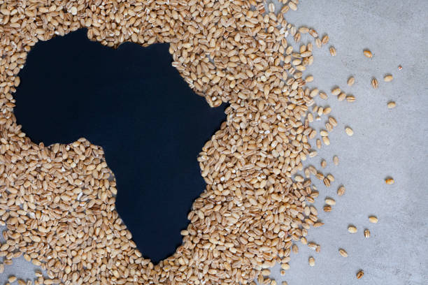 carenza di grano - cereal plant processed grains rice wheat foto e immagini stock