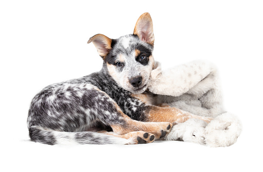 Cute puppy dog is tired after playing or wrestling with a white towel. 9 week old blue heeler puppy or Australian cattle dog. Selective focus.