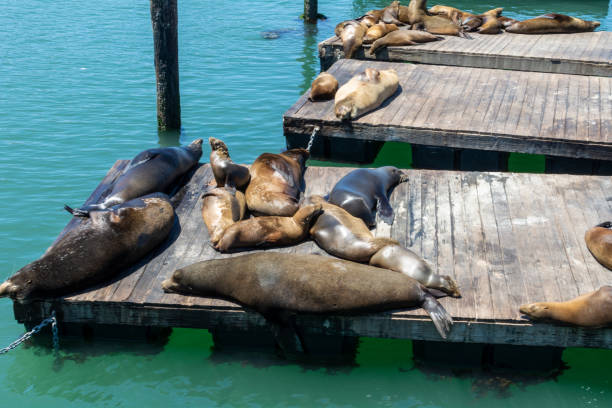 istock Sea lions on platforms in San Francisco, USA. 1400756843