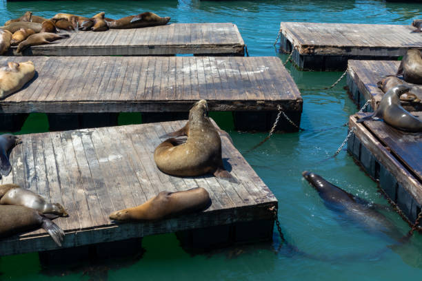 istock Sea lions on platforms in San Francisco, USA. 1400756897