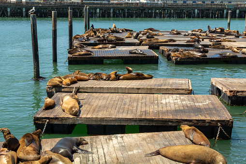 Sea Lions at Fishermans Wharf, Pier 39, in San Francisco. Shot 24 August 2018.