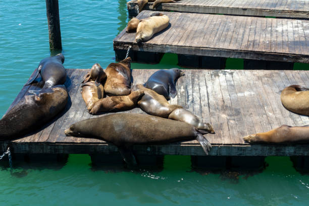 istock Sea lions on platforms in San Francisco, USA. 1400756978