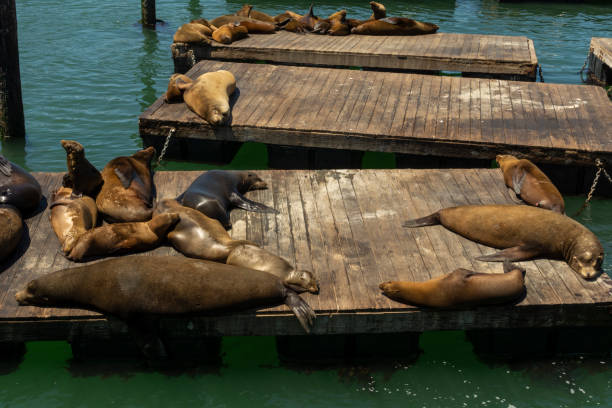 istock Sea lions on platforms in San Francisco, USA. 1400757031