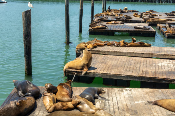 istock Sea lions on platforms in San Francisco, USA. 1400757034