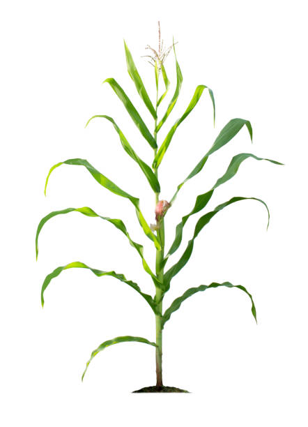 istock Corn plant isolated on a white background with clipping paths for garden design. 1400757187