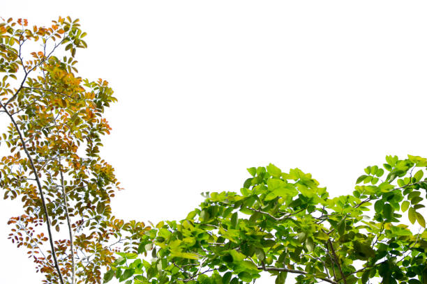 istock Green leaves and branches isolated on a white background 1400757190