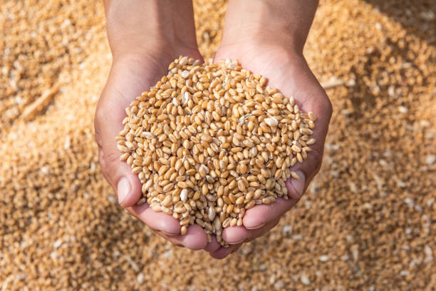 istock Ripe golden wheat ears in hand the farmer 1400757191
