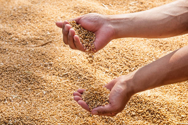 istock Ripe golden wheat ears in hand the farmer 1400757772