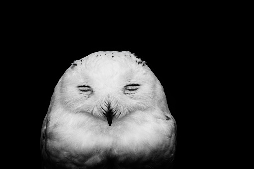 Snowy owl ,Monochrome