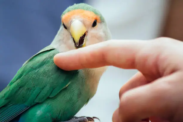 Photo of Image of cute rosy-faced lovebird