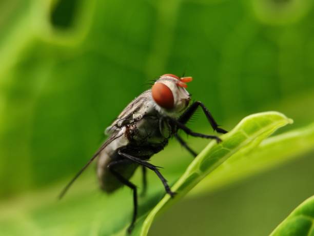 istock Close up of Genus Sarcophaga 1400759020