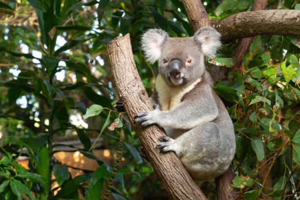 One koala sitting in the folk of a tree holding on to the stump.  Looking over towards the camera.  Green gum leaves in the background.  Gold Coast Queensland Australia One koala in a tree looking over towards the camera. marsupial stock pictures, royalty-free photos & images