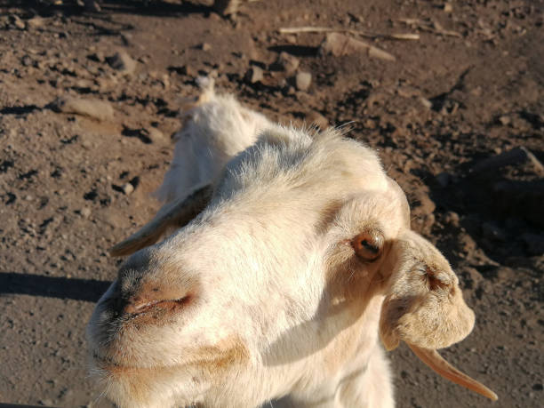 istock The majorera goat. 1400759274