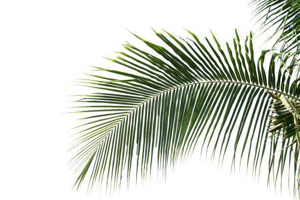istock Coconut leaves isolated on white background. with clipping path. 1400759542