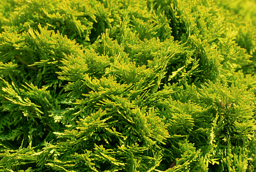 Green thuja foliage of coniferous evergreen cypress shrub natural leaf texture.