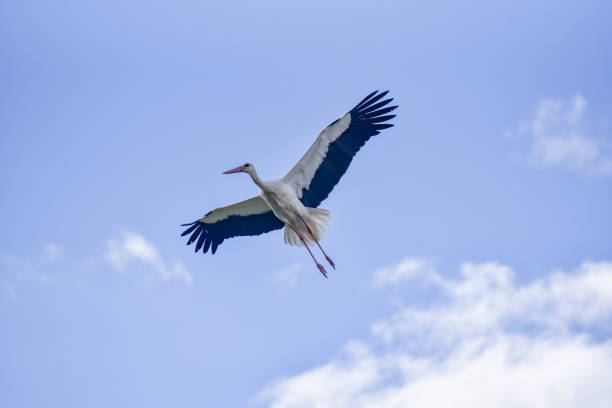istock The stork soars in the blue sky 1400760485