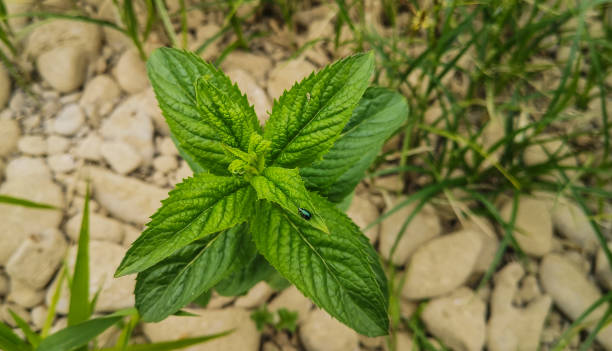 Young longleaf mint Mentha longifolia plant on the river bank stock photo
