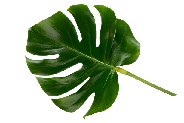 istock Tropical Jungle Leaf, Monstera, resting on flat surface, isolated on white background. 1400761056