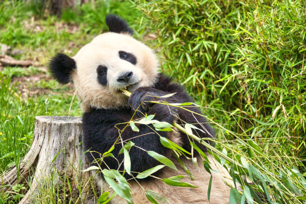 istock big panda sitting eating bamboo. Endangered species. Black and white mammal 1400761119
