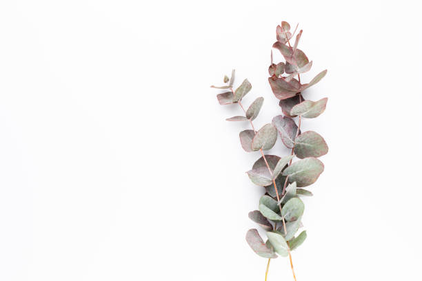 istock Eucalyptus composition. Pattern made of various colorful flowers on white background. Flat lay stiil life. 1400761211