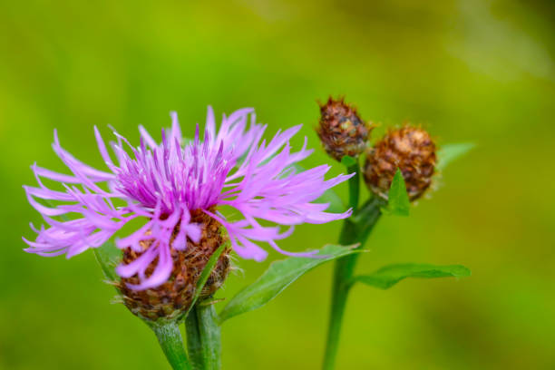 istock Flowering cornflower in a meadow on a sunny summer day. 1400761723