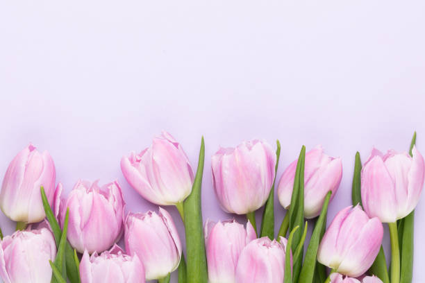 istock Lilac tulip flower on purple background. 1400761827