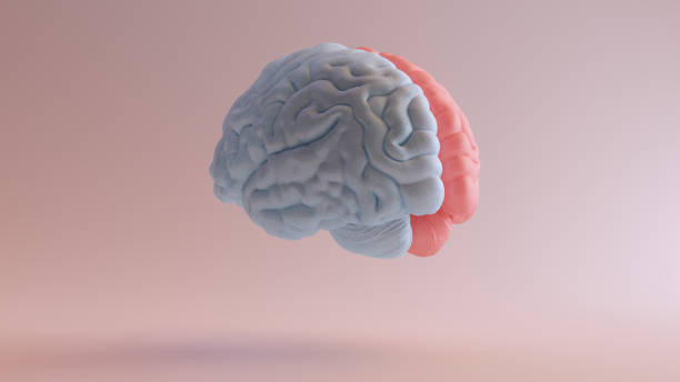 cervello umano anatomia medica rosso blu femminile maschile emisferi mente scienza intelligenza creativa idea posteriore sinistra vista - cervelletto foto e immagini stock
