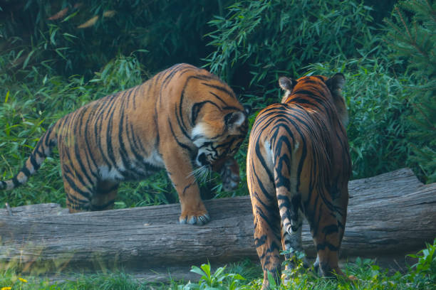 istock View of two tigers in the wild. A predatory cat. 1400762290