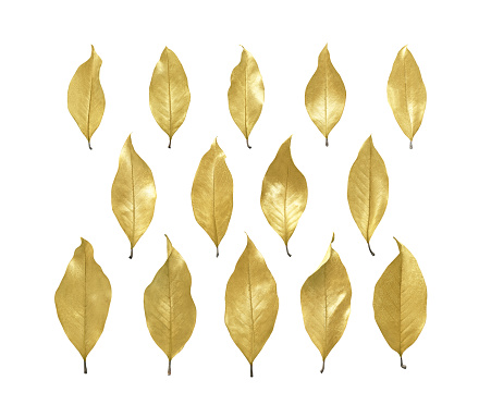 Set of autumn gold leaves isolated on white background