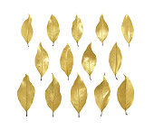 Autumn gold leaves