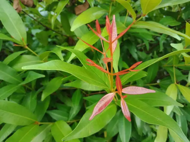 Close up of Syzygium oleina (Pucuk Merah) leaves. Selective focus.