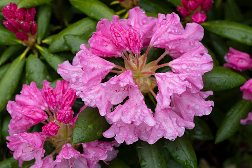 Colorful flowering (or blooming) rhododendron after rainfall in late spring or early summer. The image was captured with a fast prime 105mm macro (or micro) lens and a full-frame mirrorless digital camera ensuring clean and large files. Shallow depth of field with focus placed over the nearest flowers (and raindrops). The background is blurred. The image is part of a series of different rhododendrons and compositions.