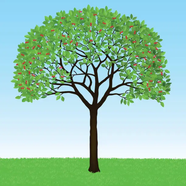 Vector illustration of Freehand drawing of a cherry tree, vector illustration.