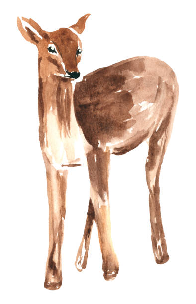 istock Deer. Hand painted watercolor clipart for design isolated on white. 1400763341