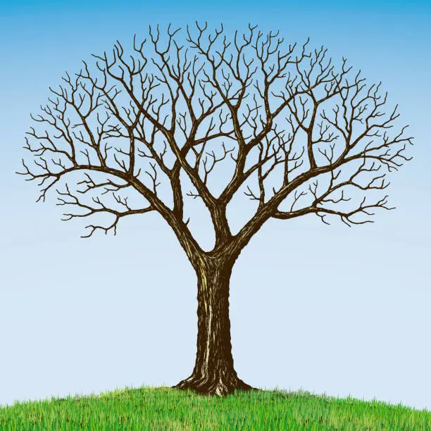 Vector illustration of Freehand drawing of a tree bare, vector illustration.