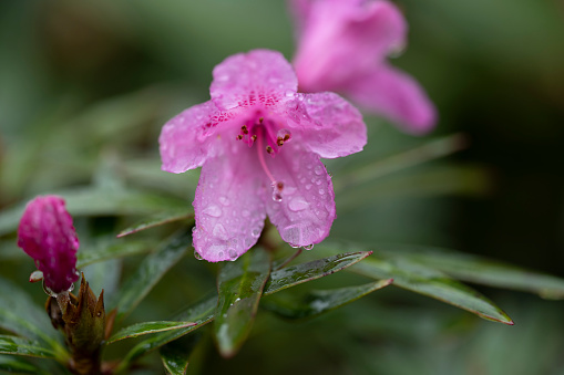 Colorful flowering (or blooming) rhododendron after rainfall in late spring or early summer. The image was captured with a fast prime 105mm macro (or micro) lens and a full-frame mirrorless digital camera ensuring clean and large files. Shallow depth of field with focus placed over the nearest flowers (and raindrops). The background is blurred. The image is part of a series of different rhododendrons and compositions.