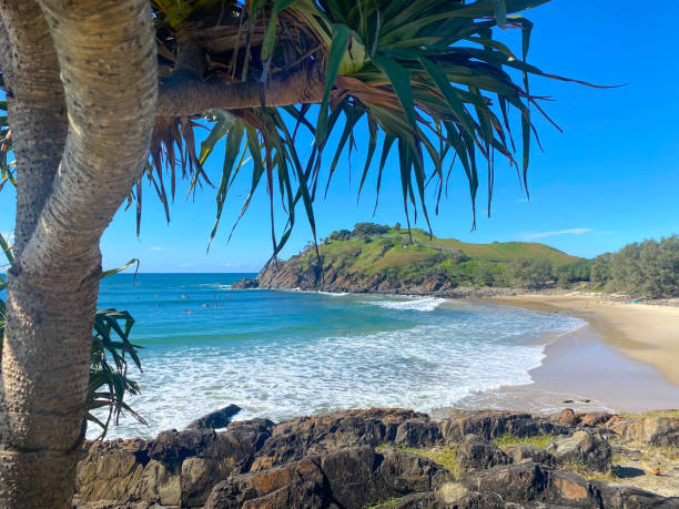 views looking over to cabarita headland from underneath a pandanus tree.  rocks in the foreground, blue ocean and sand in the middle.  blue skies in the distance from the green headland.  cabarita  nsw australia - cabarita beach imagens e fotografias de stock