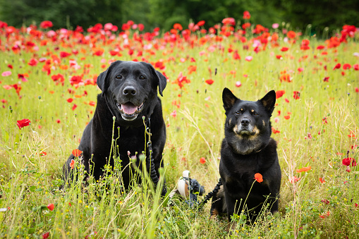 A Black Lab and a Shiba mix sitting in a field of red poppy flowers.