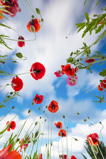 Looking directly up to the sky amongst a poppy flower field with blue sky and clouds.