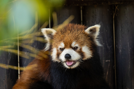 A cute Lesser Panda with its tongue out.