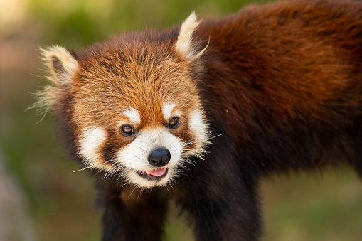 A cute Lesser Panda with its tongue out.