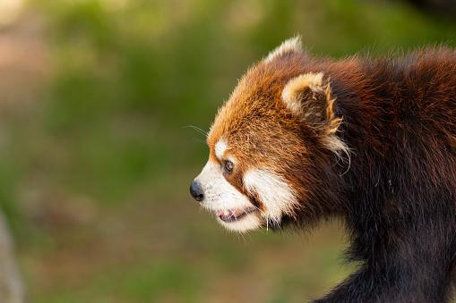 A cute Lesser Panda with its tongue out.