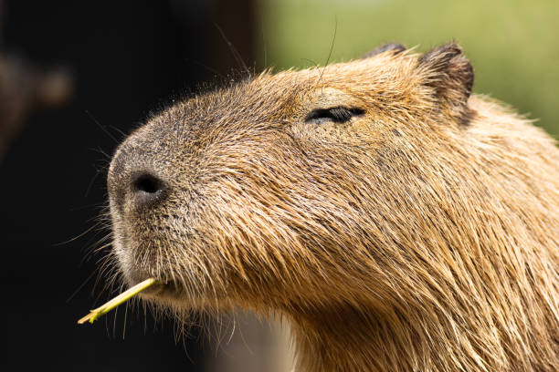 A close up portrait of a Capybara stock photo