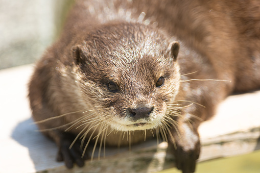 A captive Asian Short-Clawed Otter standing on rock with pebbles and water in the background looking at the camera