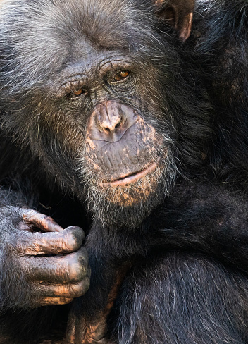 Chimpanzee close up portrait.
