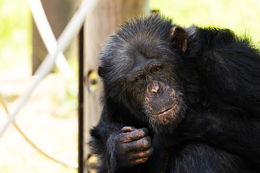 Chimpanzee close up portrait.